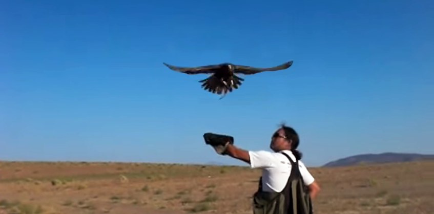 Training falcons with helium balloons