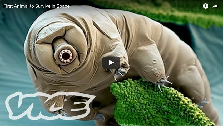 tardigrades water bears can live in helium
